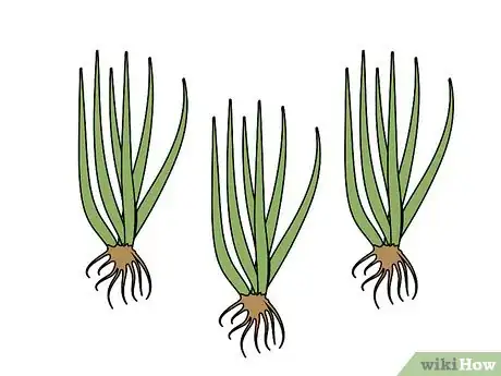 Image titled Grow Pampas Grass Step 05