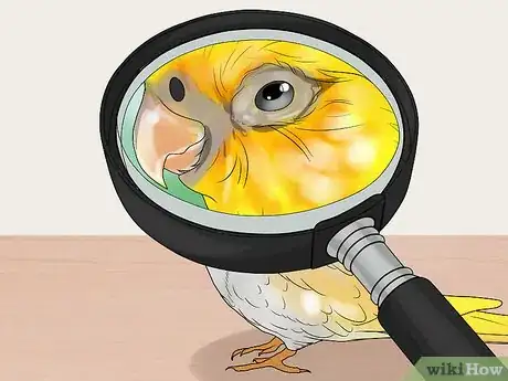 Image titled Keep Multiple Cockatiels Step 12