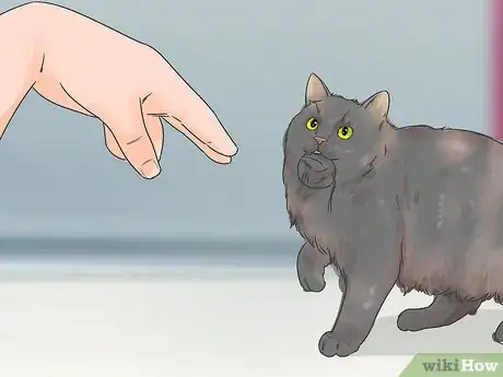 Image titled Identify a Cymric Cat Step 9