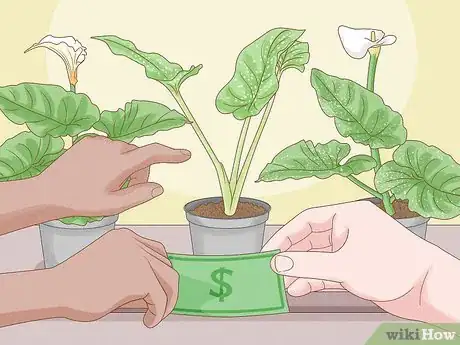 Image titled Grow Giant Calla Lily Step 1