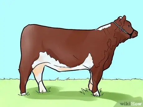 Image titled Choose Cattle for a Foundation Herd Step 3