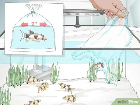 Image titled Take Care of Botia Fish Step 4