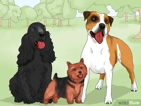 Image titled Identify a Norwich Terrier Step 13