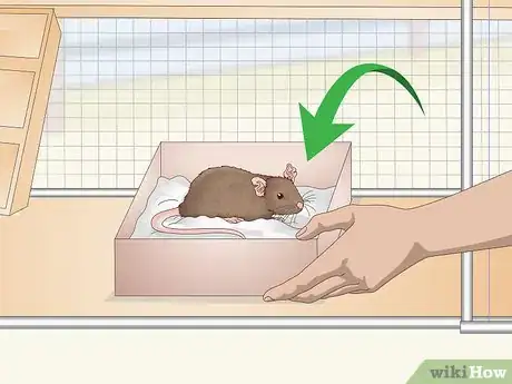 Image titled Provide Hiding Places for a Pet Rat Step 1