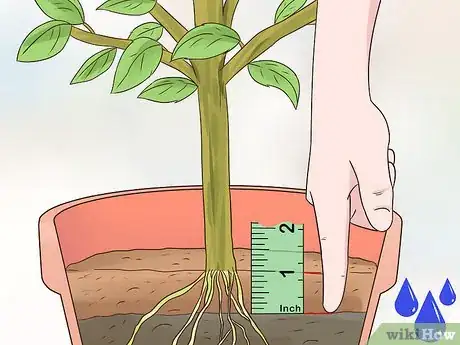 Image titled Grow Kumquat Step 13