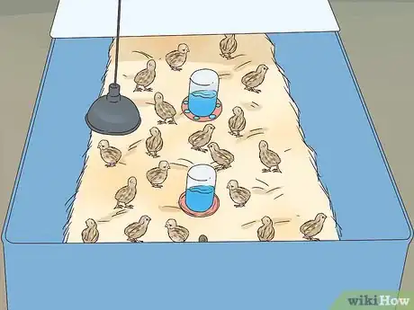 Image titled Raise Quail for Eggs Step 18