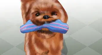 Treat Patellar Luxation in Shih Tzus