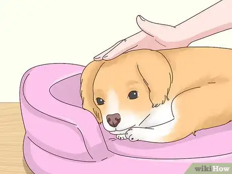 Image titled Recognize Signs of Anxiety in Dogs Step 1