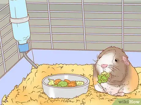 Image titled Get Your Guinea Pig to Popcorn Step 6