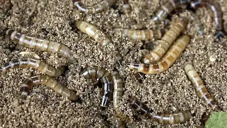 Image titled Feed a Leopard Gecko from Your Hand Step 7