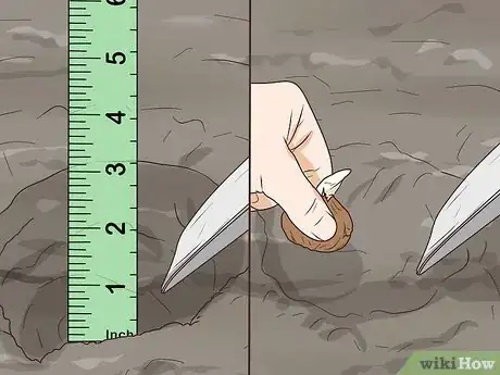 Image titled Grow Crocus Step 6