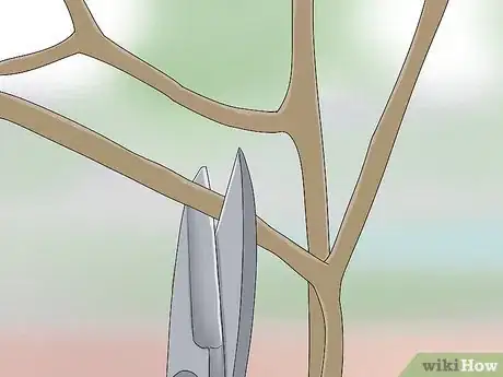 Image titled Prune a Mulberry Tree Step 8