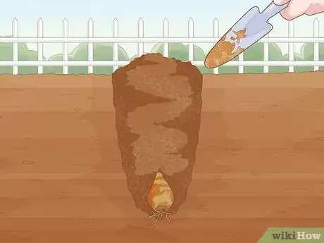 Image titled Plant Spider Lily Bulbs Step 18