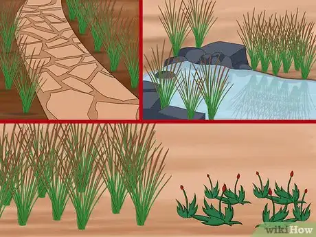 Image titled Grow Japanese Blood Grass Step 3