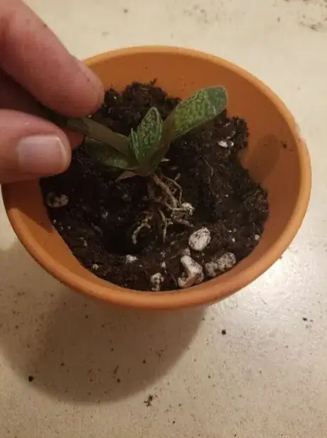 Image titled Placeinsoilhole