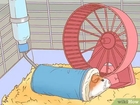 Image titled Get Your Guinea Pig to Popcorn Step 8