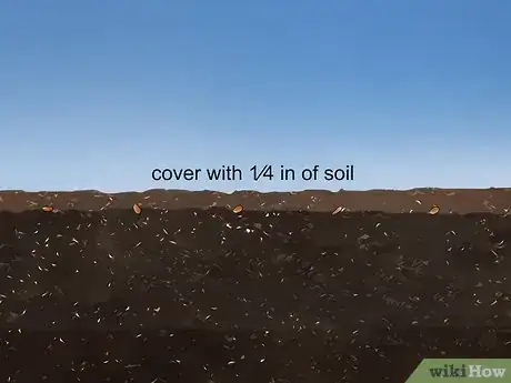 Image titled Grow Echium Step 9