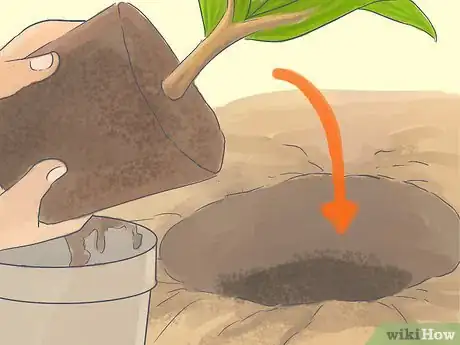 Image titled Grow a Queen Palm Step 10