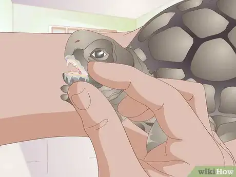 Image titled Treat Stomatitis in Tortoises Step 9