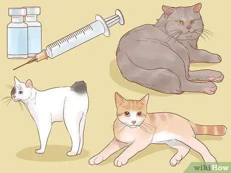 Image titled Choose Between Getting a Kitten or Adult Cat Step 10