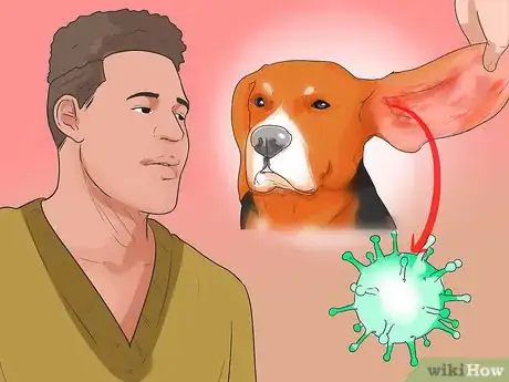 Image titled Diagnose Ear Infections in Beagles Step 16