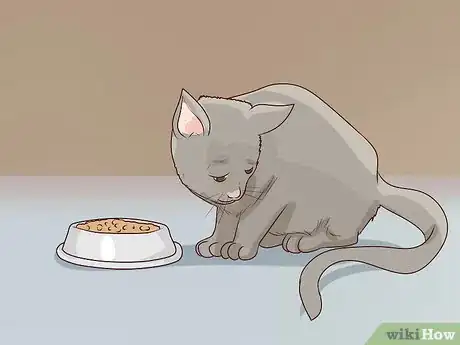 Image titled Diagnose and Treat Pyothorax in Cats Step 2