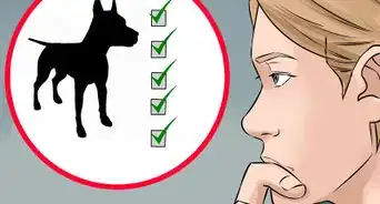 Buy a Doberman Pinscher Puppy