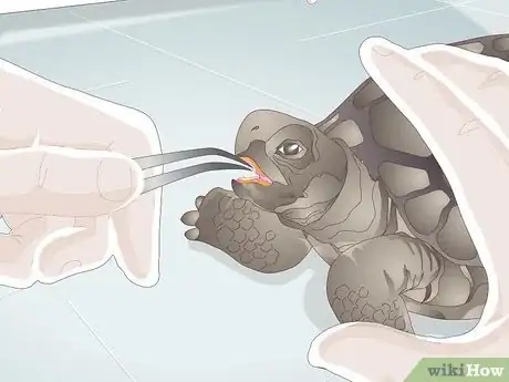 Image titled Treat Stomatitis in Tortoises Step 2