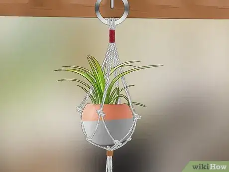 Image titled Decorate with Air Plants Step 8