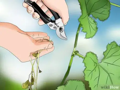 Image titled Prune Cucumber Plants Step 3