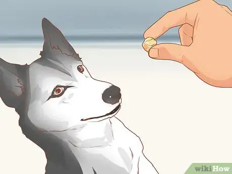 Image titled Train a Rescue Dog Step 7