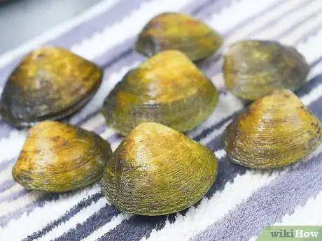 Image titled Steam Clams Step 1