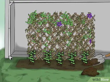 Image titled Prevent Clematis Wilt Step 2