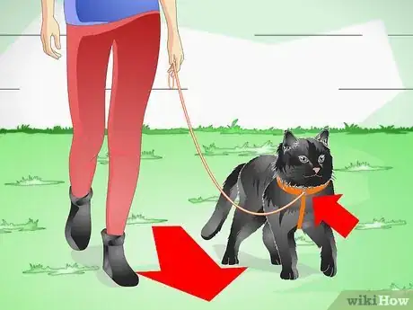 Image titled Care for an Overweight Cat Step 14