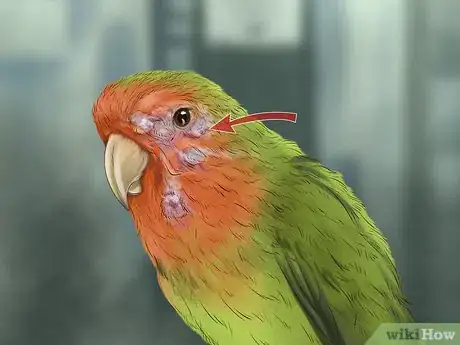 Image titled Treat Lovebird Pox Step 1
