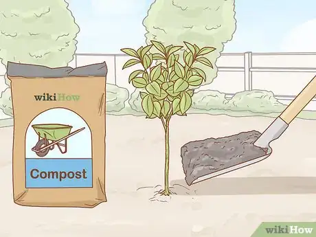 Image titled Grow Ruscus Step 4