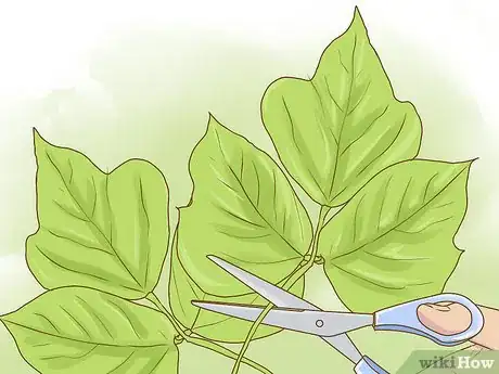 Image titled Harvest Kudzu Step 8