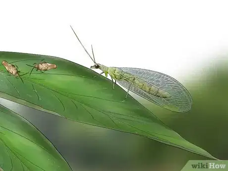 Image titled Control Lace Bugs in Your Flower Garden Step 11