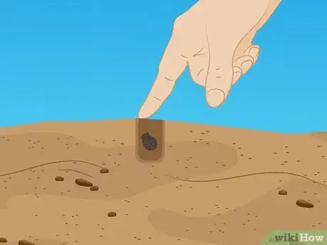 Image titled Grow Borage Step 3