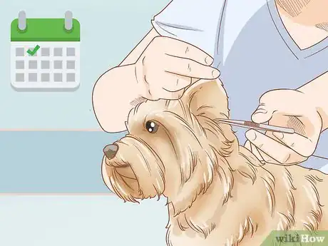 Image titled Groom a Wheaten Terrier Step 18
