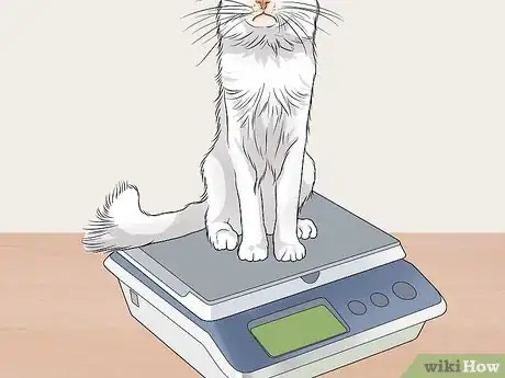 Image titled Raise Angora Cats Step 10