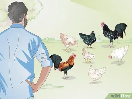 Image titled Properly Care for Your Chicks and Older Chickens Step 4