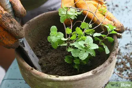 Image titled Divide Herb Plants Step 8