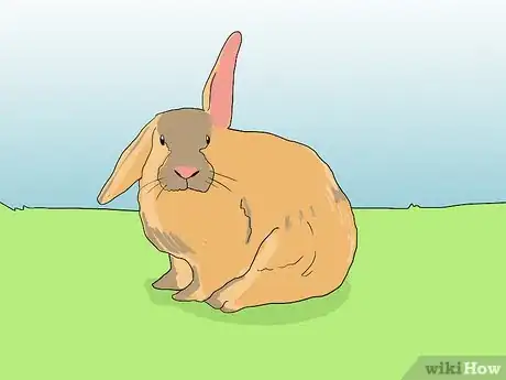Image titled Help an Overweight Rabbit Lose Weight Step 6