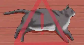 Get Your Cat to Stand Up