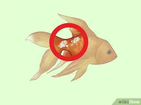 Image titled Treat Fungal Infections in Fish Step 9