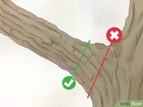 Image titled Prune Evergreen Trees Step 4