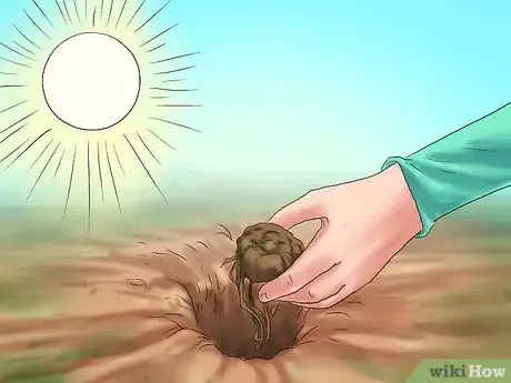 Image titled Winterize Calla Lily Bulbs Step 14