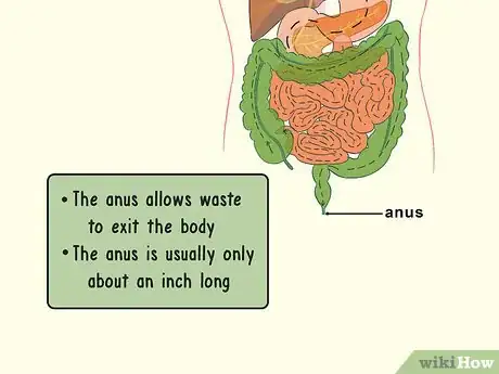 Image titled Study the Physiology of Digestion in the Human Body Step 6