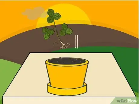 Image titled Grow Strawberries in a Pot Step 05
